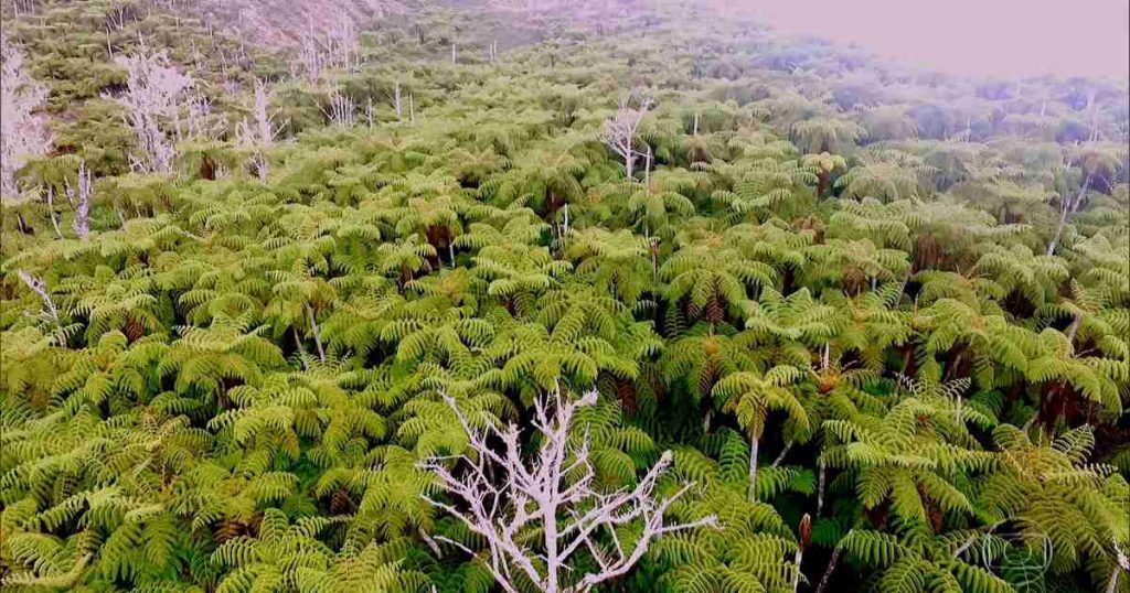 Samambaias gigantes decoram o ponto mais alto da Ilha da Trindade