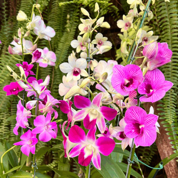 Orquídea Denphal