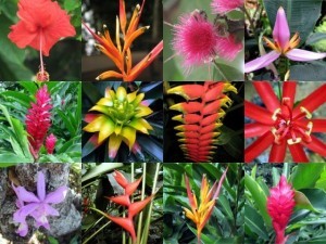 Flores tropicais nordeste do Brasil