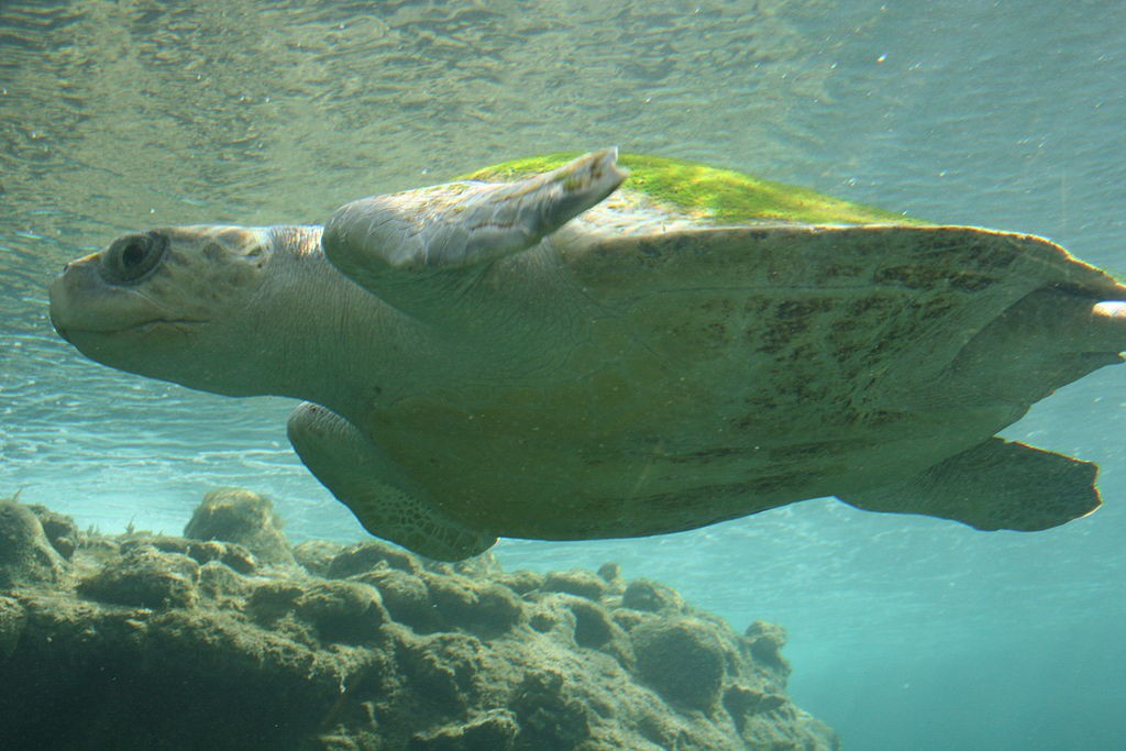 Tartaruga Oliva