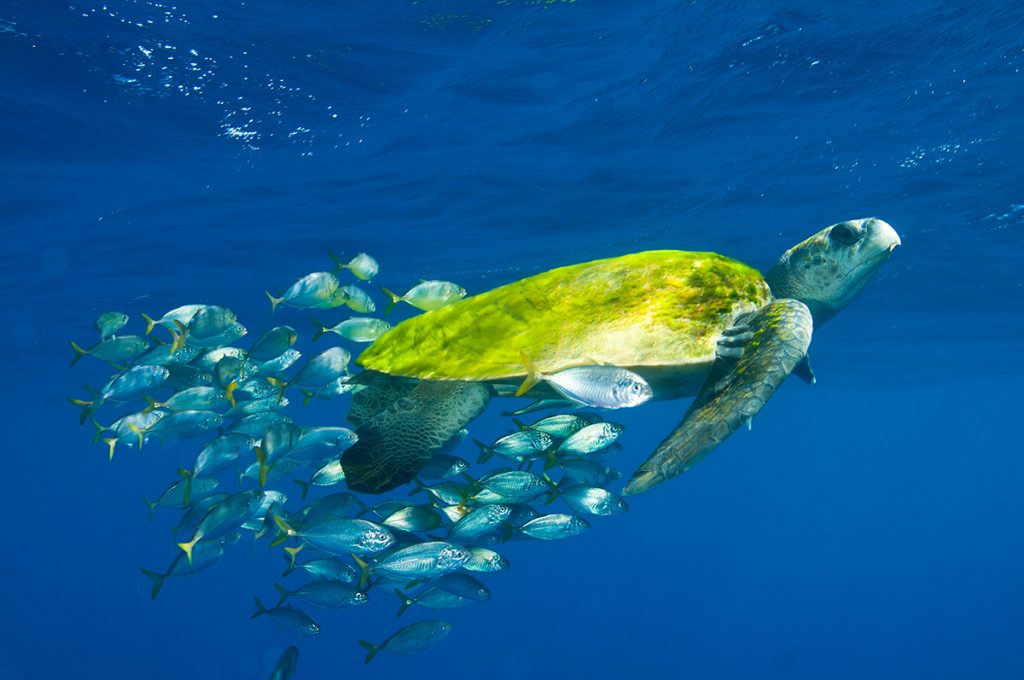 Tartarugas marinhas encontradas no Brasil Tartarugas marinhas encontradas no Brasil