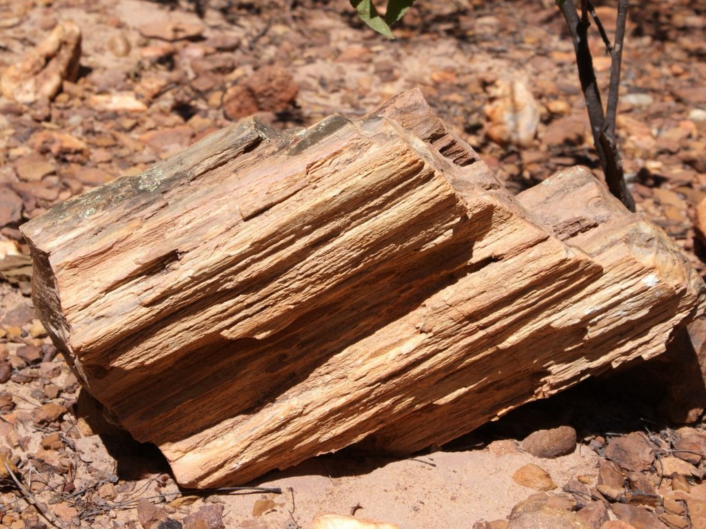Geossítio Floresta Petrificada fica no Sítio Olho D’água Comprido, em Missão Velha