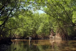 Trilha do Caranguejo Uçá em Barra do Camaratuba PB